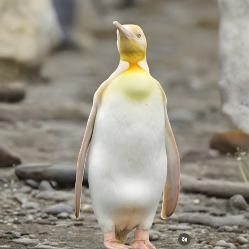 Golden Penguin
